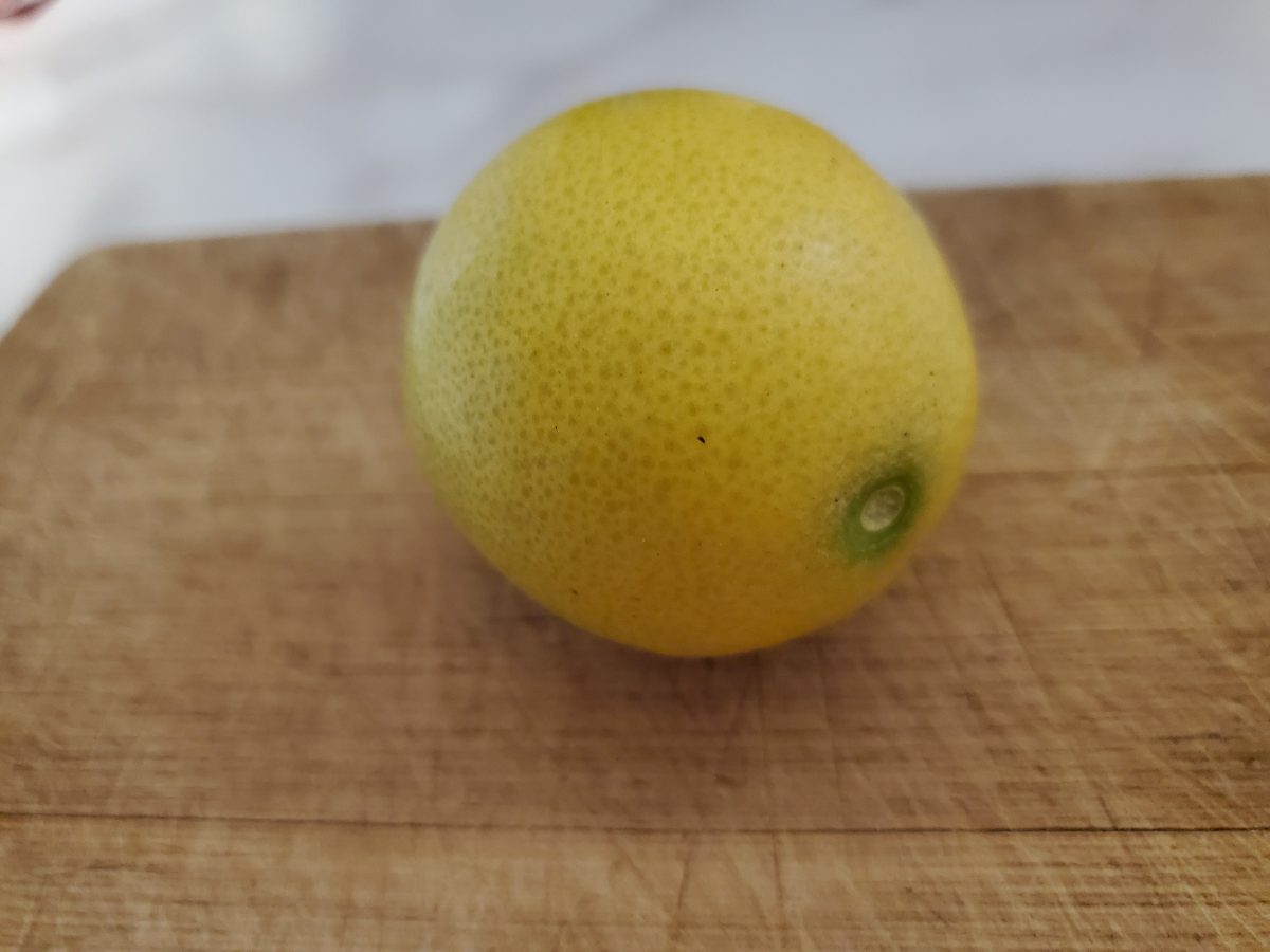 Can a Minnesota Girl Grow Citrus Fruit in the Winter? by Sheri LeClair Banitt